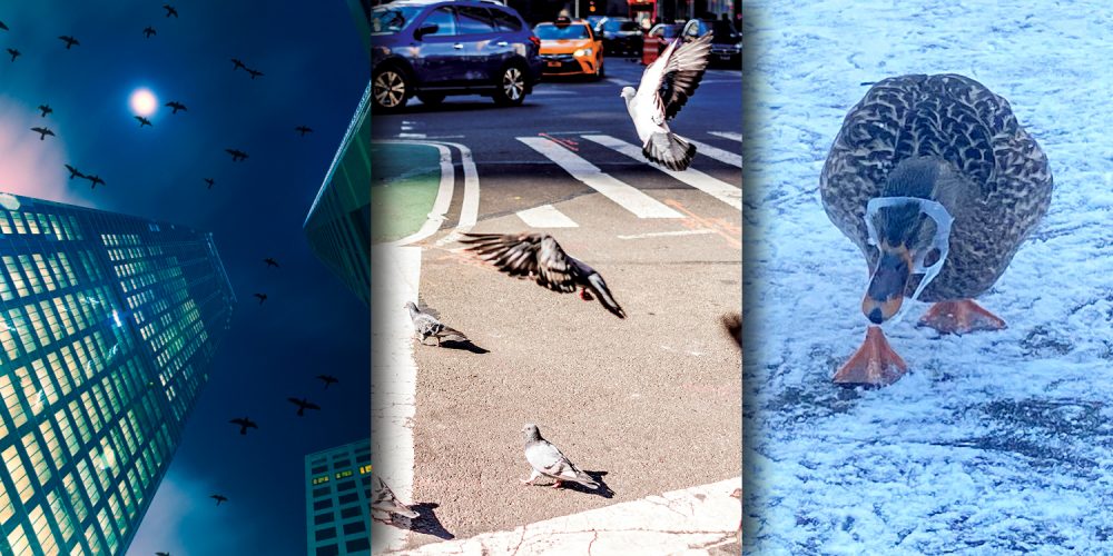 Urban birds face many urban dangers. How we can help.