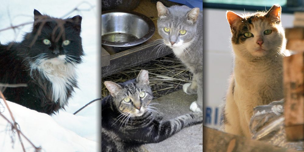 Community cat Trap-Neuter-Return (TNR) have come a long way in saving cat’s lives