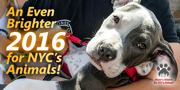 An Even Brighter 2016 for NYC's Animals!