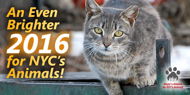 An Even Brighter 2016 for NYC's Animals!