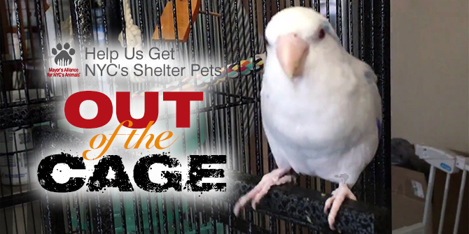Help NYC's Shelter Pets Get Out of the Cage