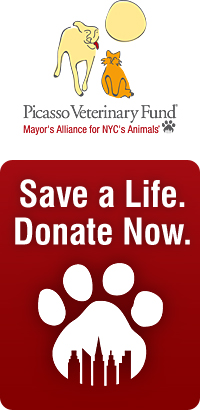Save a Life. Donate Now. Picasso Veterinary Fund of the Mayor's Alliance for NYC's ANimals