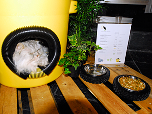 Rescued cat Martini tries out the winning shelter designed by Kathryn Walton, founder of The American Street Cat, Inc., and Co Adaptive Architecture. (Photo by Dana Edelson)