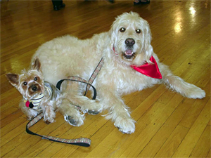 Celebrity canines Bocker the Labradoodle and Jilli Dog, the poker-playing Yorkshire Terrier, will entertain attendees at this year's Whiskers in Wonderland. (Photo courtesy of Bocker the Labradoodle)