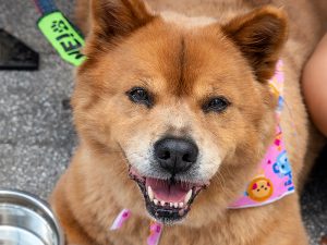 Among the 40 shelters and rescue groups that attended Adoptapalooza, AMA Animal Rescue brought Chow Chow mix, Fluffy, and other wonderful pets looking for forever homes. (Photo by Joe Galka)