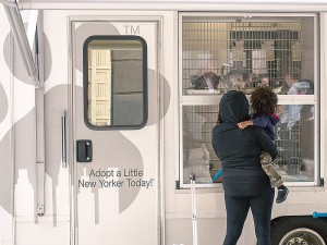 Using the Alliance's adoption van allows our rescue partners to introduce their pets to potential adopters in a variety of locations. (Photo by Carol Zytnik)
