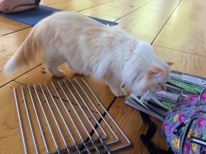 One of Shoshana Perry's cats was particularly interested in the trap divider and newspaper liners that Kathleen O'Malley of the NYC Feral Cat Initiative brought for her presentation to Shoshana's Animal Rights Camp campers. (Photo by Kathleen O'Malley)