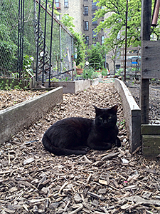 This cat, relaxing in a garden, is part of a carefully managed and monitored Trap-Neuter-Return (TNR) colony. (Photo by Thea Feldman)