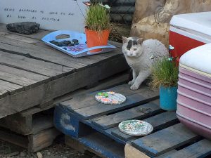 A permanent cat feeding station can be a great location to provide contact information and strike up conversations with neighbors about your TNR project. Photo by Kathleen O'Malley)