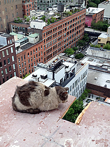 Paddy was named in honor of the construction worker who patiently coaxed him away from a 200-foot ledge to safety.