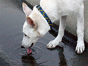 To help avoid antifreeze ingestion, don't let your dog drink out of puddles on the street.