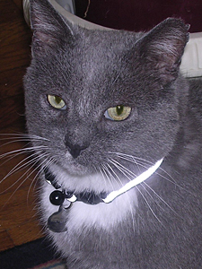 Evon's other cat, Mr. Peepers, now wears a reflective collar with an ID tag to help people locate his owner should he get lost. (Photo by Evon Handras)
