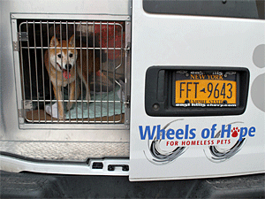 Shiba Inu Thunderbolt got a ride from AC&C to a foster home in a Wheels of Hope van. Your donations keep the Wheels of Hope turning! (Photo by Krista Menzel)