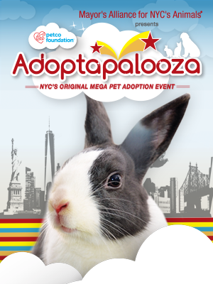 Rabbits for Adoption from Adoptapalooza Groups