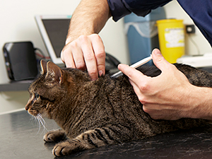 Regular veterinary exams and vaccinations are one way to make sure your pet stays healthy and safe.