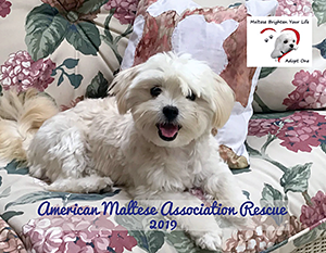 American Maltese Association Rescue: 2019 Calendar