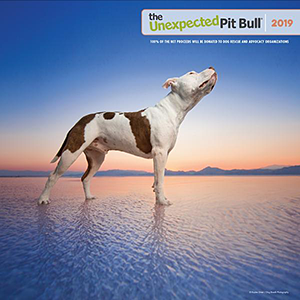 The Unexpected Pit Bull: 2019 Wall Calendar