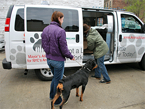An AC&C New Hope staff member and Wheels of Hope driver load several AC&C cats and dogs into the van for transport to other shelters and rescue groups. (Photo by Krista Menzel)