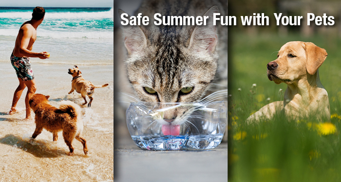 Safe Summer Fun with Your Pets