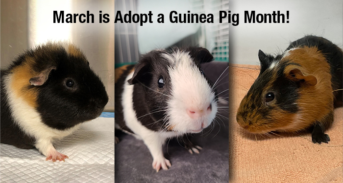 March is Adopt a Guinea Pig Month!