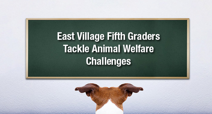 East Village Fifth Graders Tackle Animal Welfare Challenges