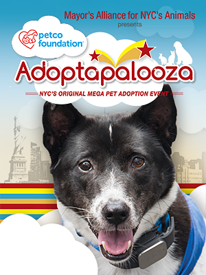 Dogs & Pupplies for Adoption from Adoptapalooza Groups