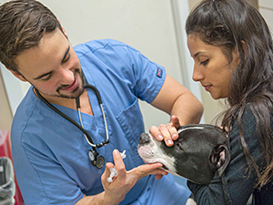 There are a variety of clinics and programs available in NYC to help make veterinary care for your pet more affordable. (Photo by Brigette Supernova)