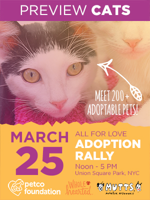 Cats & Kittens for Adoption from All for Love Adoption Rally Groups