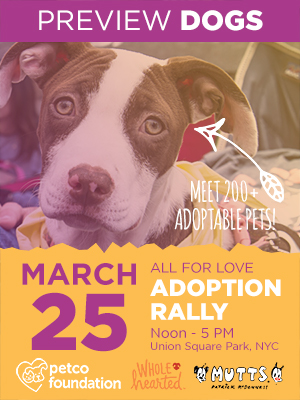 Dogs & Pupplies for Adoption from All for Love Adoption Rally Groups