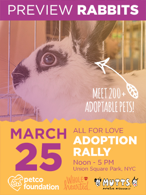 Rabbits for Adoption from All for Love Adoption Rally Groups