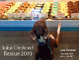 Boroughs & Beyond Italian Greyhound Club of America Rescue: Italian Greyhound Rescue 2019