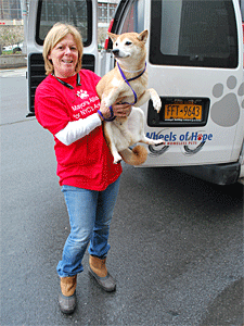 Wheels of Hope transport driver Debbie Fierro delivers Thunderbolt, a Shiba Inu surrendered to ACC, to a NYC Shiba Rescue foster home. (Photo by Krista Menzel)