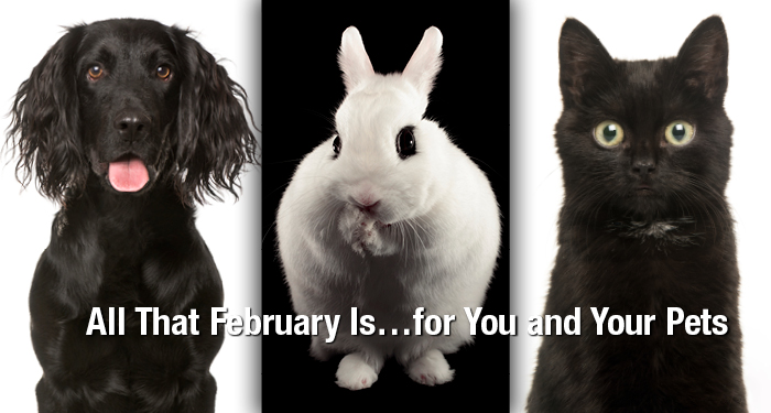 All That February Is…for You and Your Pets