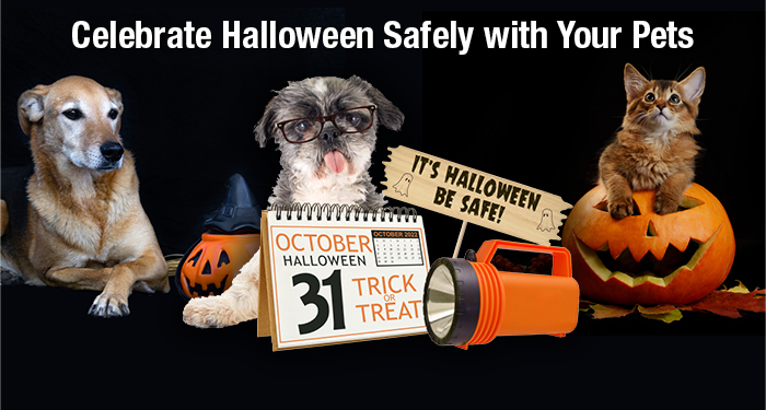 Celebrate Halloween Safely with Your Pets