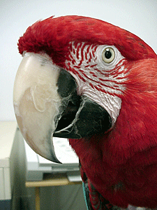 Celebrated on January 5, National Bird Day is dedicated to raising awareness of the issues facing wild and captive birds, like Green-winged Macaw Koki. (Photo by Tina McCormick, MAARS)