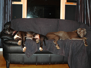 Snoozing buddies Sheeba (left) and River gave new meaning to the term 'couch potato.'