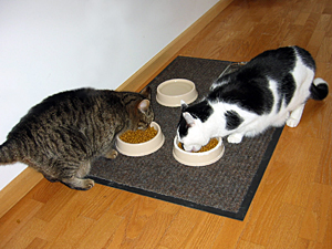 Whether you should feed your cats freely or at scheduled mealtimes depends on their eating habits.