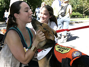 Sabrina Mashburn met her true love Baci, a ten-month-old German Shepherd rescued by Stray from the Heart, at a Mayor's Alliance/Maddie's Pet Adoption Festival.