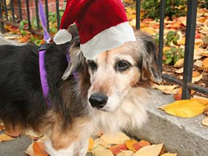 Tayla is one of the lucky seniors who will spend this year's holidays with her new adoptive family, thanks to help from Joan Antelman, publisher of Senior Pets: All They Need is Love.