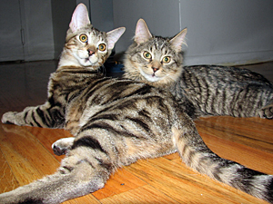 Wobbly-bobbly siblings Oliver and Elliott found their new home through KittyKind's Extra Special Cats program.