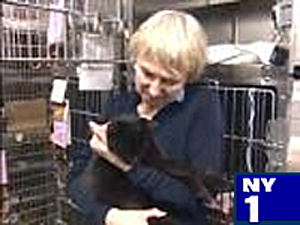 NY1 News featured KittyKind's 'Seniors for Seniors' cat adoption event on April 14.