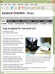 Lost subway cat Georgia was on everyone's mind in February, as the New York Daily News followed her story.