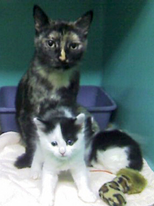 Young tortoiseshell mom Suki and her adorable black and white kittens are ready to be adopted.