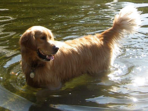 Caroline's friend Michael adopted Pym from Long Island Golden Retriever Rescue, an Alliance Participating Organization (APO), after he was treated for an upper respiratory infection. (Photo by Caroline Terrile)