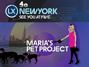 Maria's Pet Project on 'LX New York'