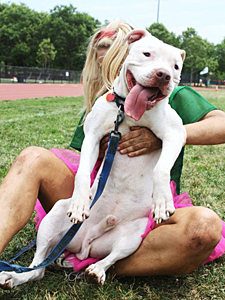 Blind Pit Bull mix Max has been hired by his foster caretakers as the enthusiastic mascot for the Brooklyn Women's Rugby team. (Photo by N'usha Jaczek)