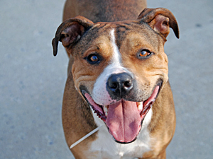 Animal Care & Control of NYC (AC&C) encourages you to consider bringing a Pit Bull into your life. (Photo by AC&C)