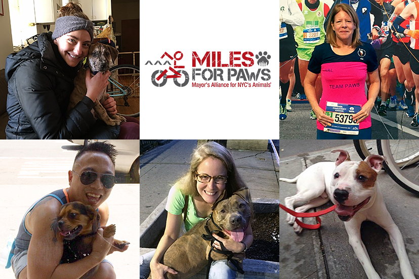 Miles For Paws