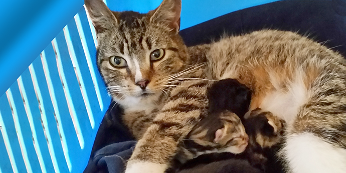 Nala and her kittens