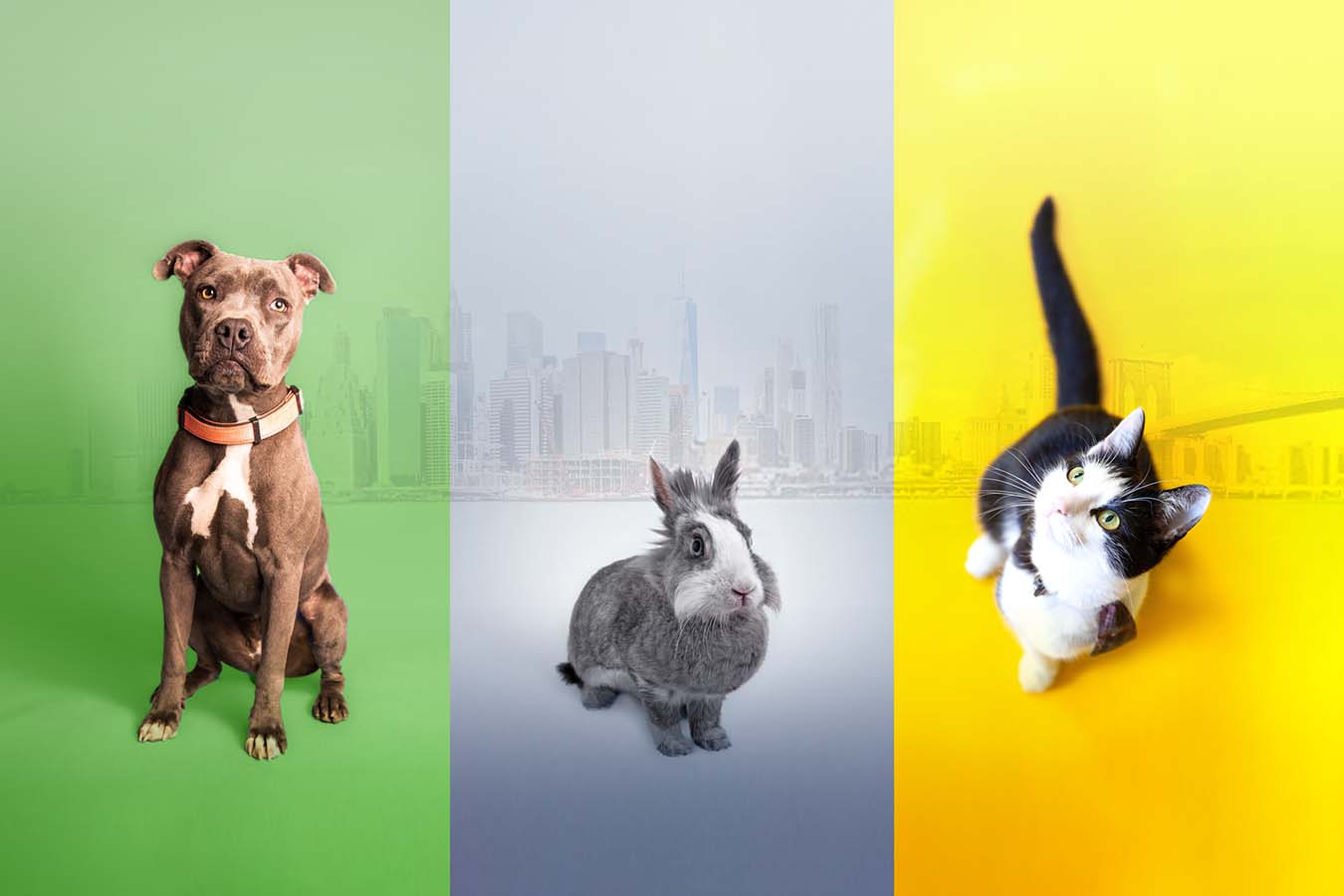 Dog, rabbit, cat and NYC background